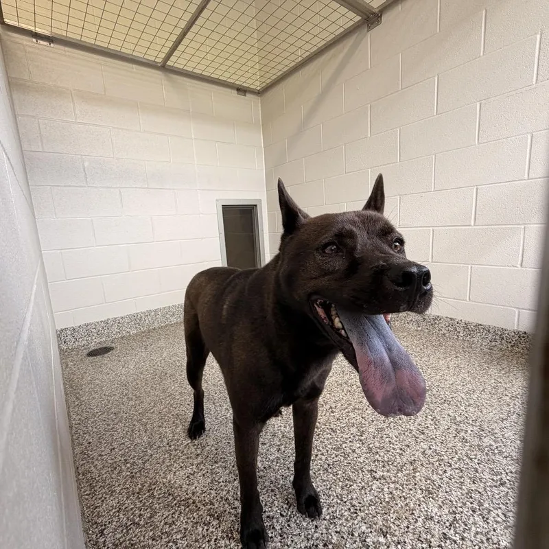 An adult small-sized male Black Chow Chow dog named Boomer for adoption in Morganton, NC
