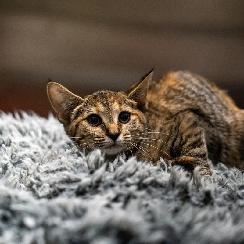 A baby small-sized female Torbie Domestic Short Hair cat named Emily for adoption in Gainesville, GA