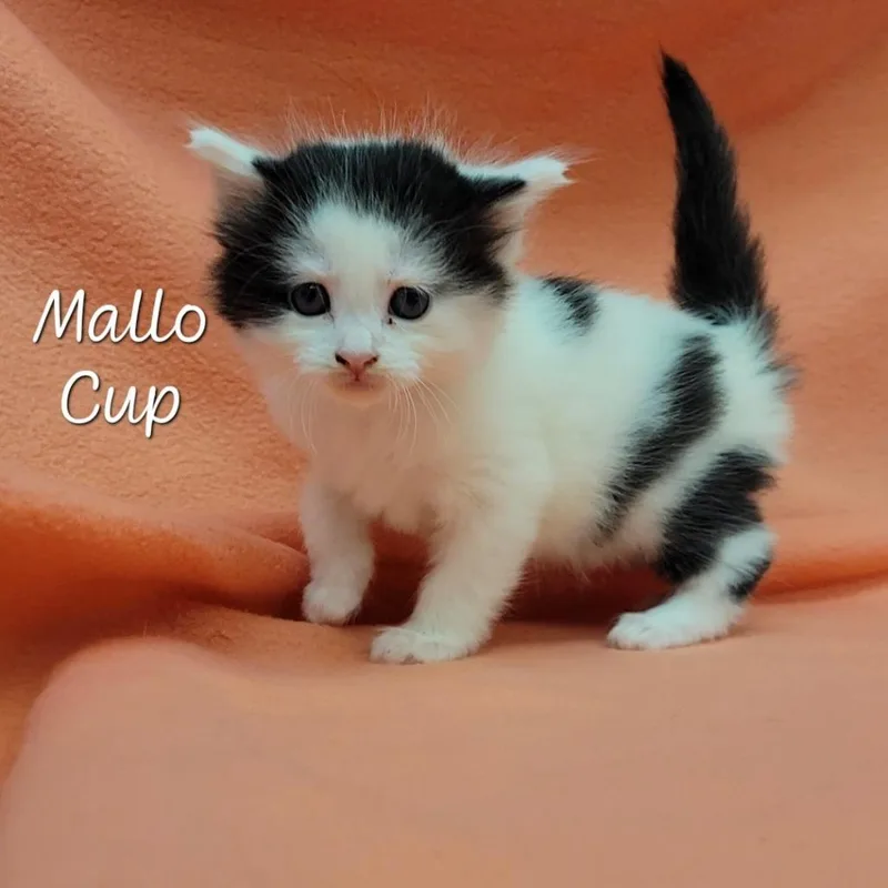 A baby small-sized female White Domestic Medium Hair cat named Mallo Cup for adoption in Parkersburg, WV