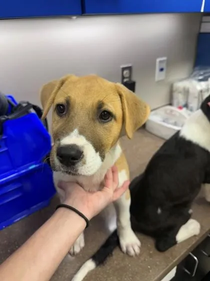A baby medium-sized female Retriever dog named Dewdrop for adoption in North Richland Hills, TX