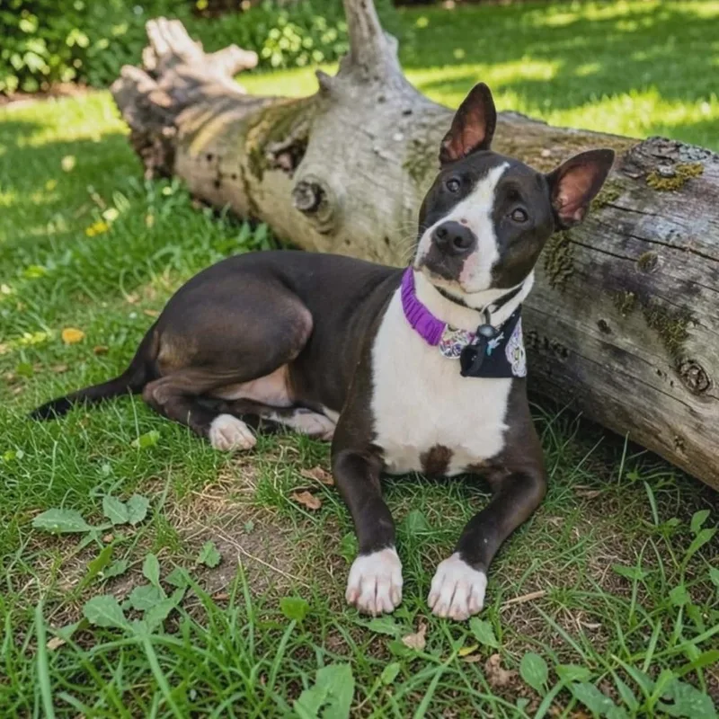 A young medium-sized female Black Pit Bull Terrier dog named Crystal for adoption in Houston, TX