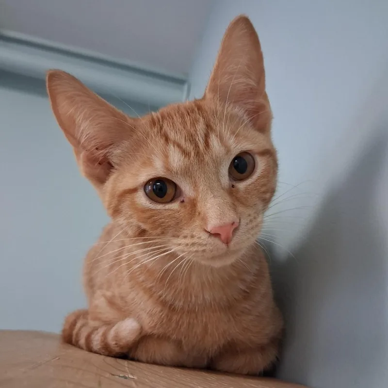 A baby small-sized female Orange / Red Domestic Short Hair cat named Little Sis for adoption in Middlebury, VT
