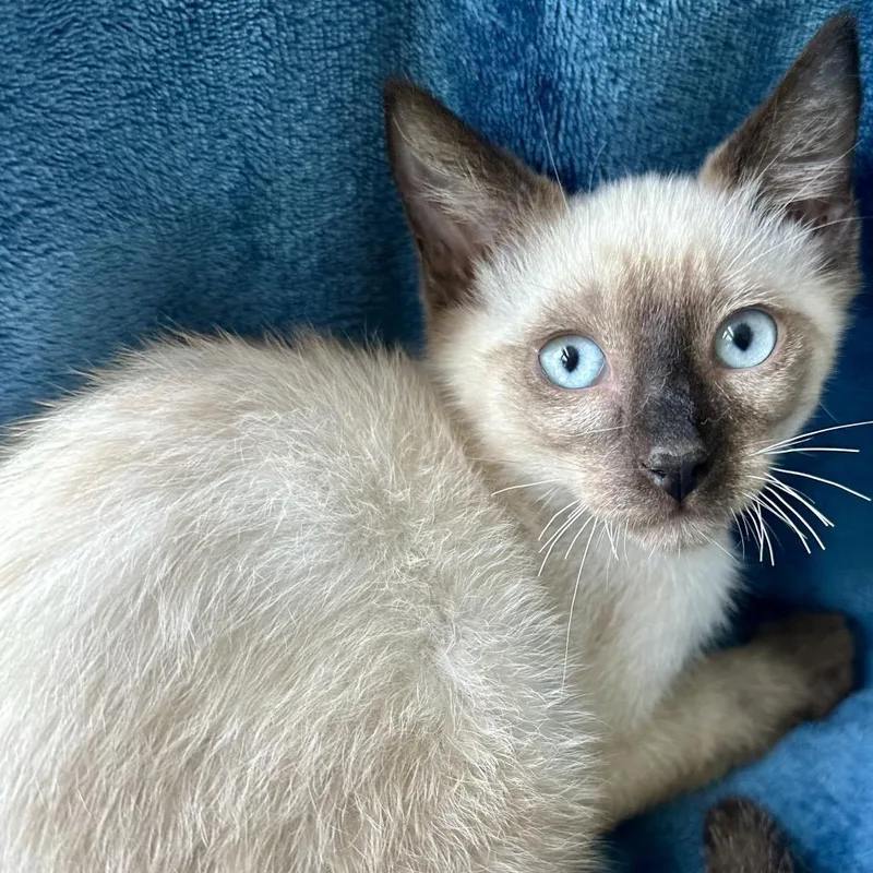 Bernard