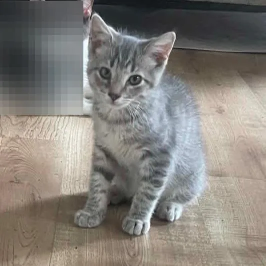 A baby small-sized male Gray / Blue / Silver Domestic Short Hair cat named Milo for adoption in Newport News, VA