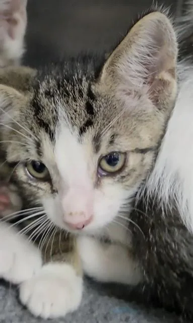 A baby small-sized male Domestic Short Hair cat named Cypress for adoption in Fort Lauderdale, FL