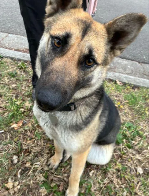 A young large-sized female Apricot / Beige German Shepherd Dog dog named Meera for adoption in Manhattan, KS