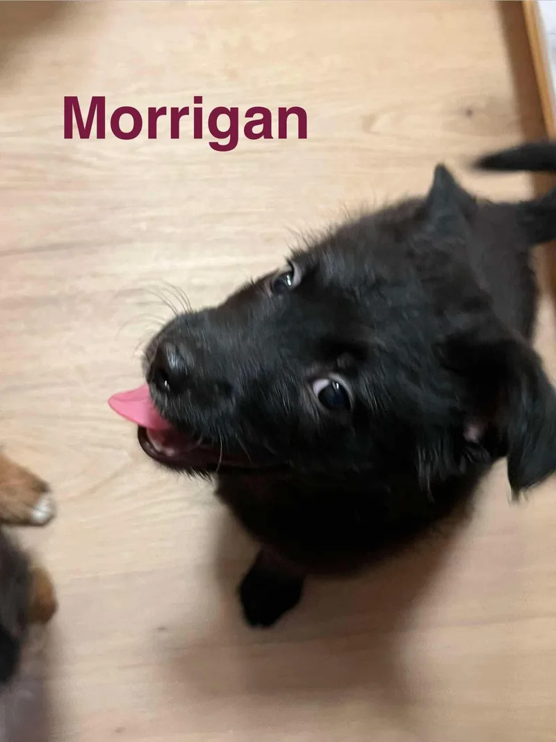 A baby medium-sized female Border Collie dog named Morrigan for adoption in Eugene, OR