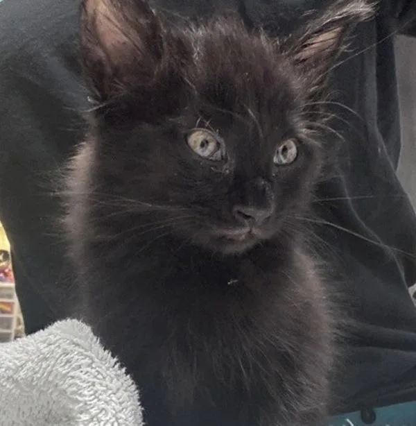 A baby small-sized male Domestic Short Hair cat named Tabor for adoption in Escondido, CA