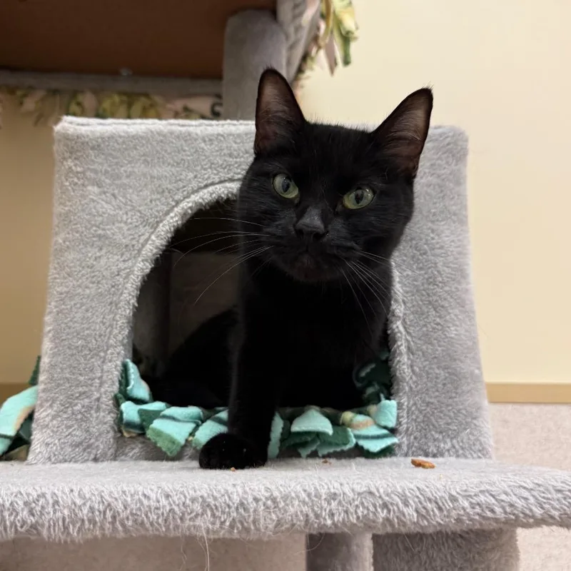 A young medium-sized female Black Domestic Short Hair cat named Kat for adoption in Naperville, IL