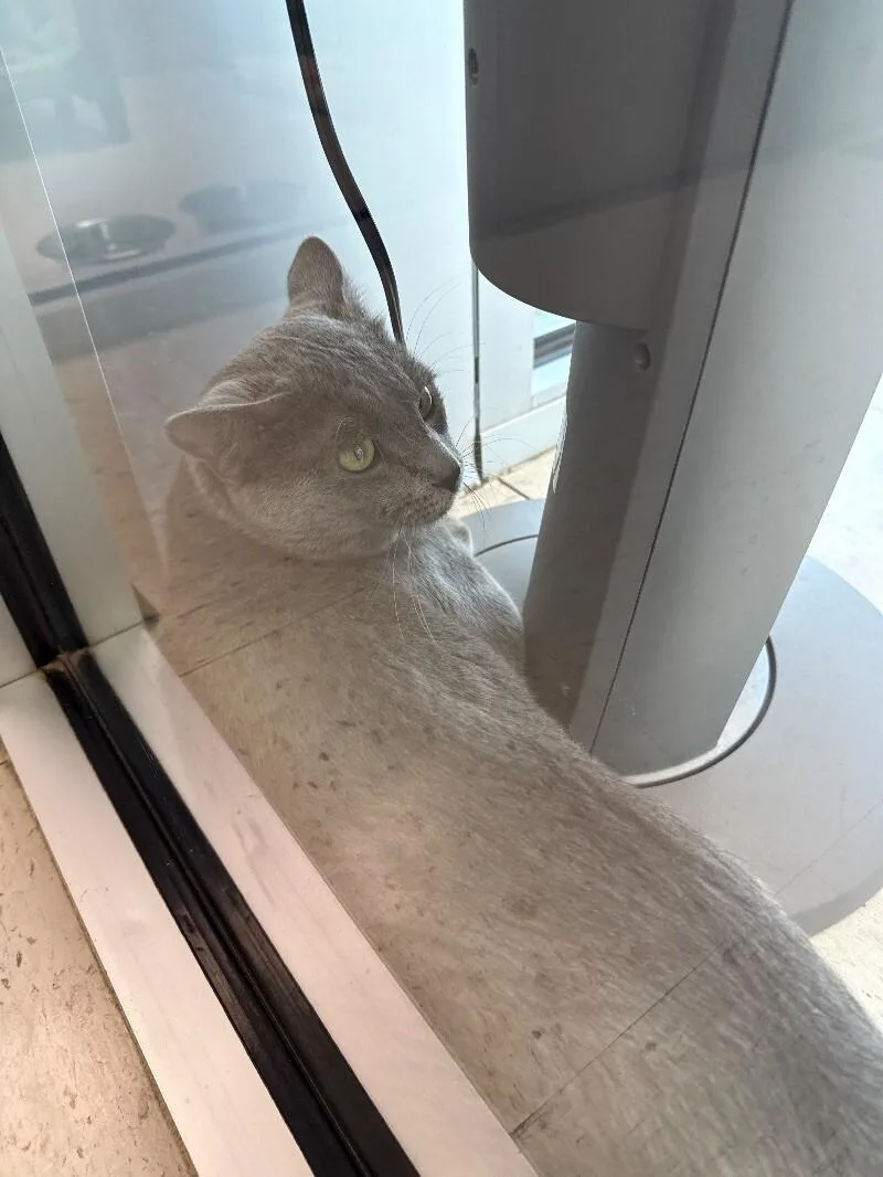 An adult medium-sized male Gray / Blue / Silver Domestic Short Hair cat named Church for adoption in Hobbs, NM