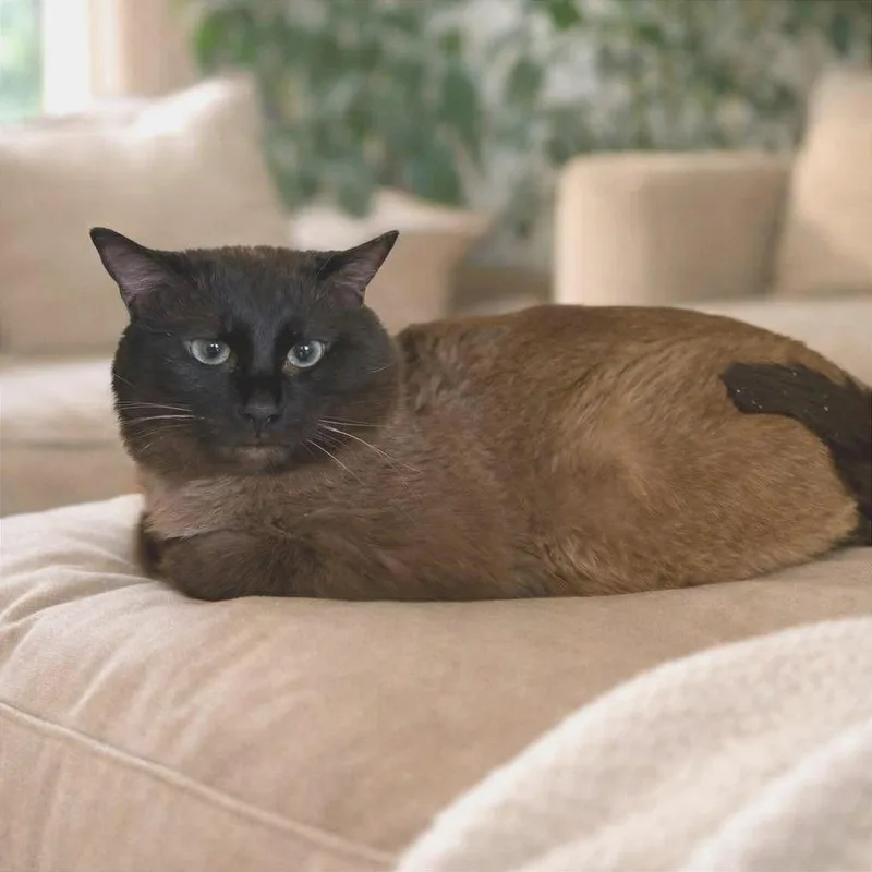 An adult small-sized male Brown / Chocolate Siamese cat named Kona for adoption in Plainfield, IL