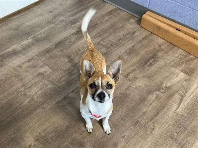 A young small-sized male Chihuahua dog named Rico for adoption in Aurora, IL