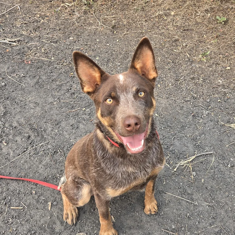 A young large-sized male Australian Kelpie dog named Boone for adoption in Newcastle, WY