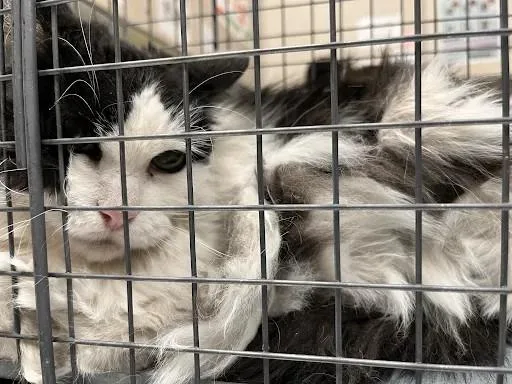 A senior small-sized female Domestic Medium Hair cat named Amber for adoption in Las Vegas, NV