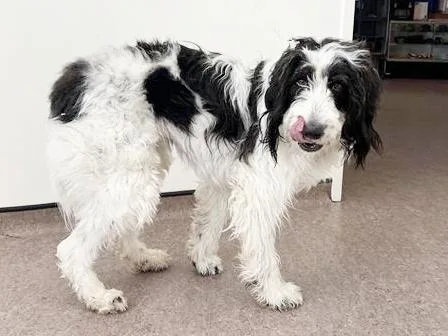 A young large-sized female Poodle dog named Sunny for adoption in Saint Louis, MO