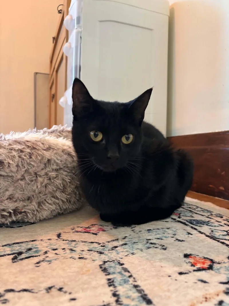 A young medium-sized female Black Domestic Short Hair cat named Cindy for adoption in Buffalo, NY
