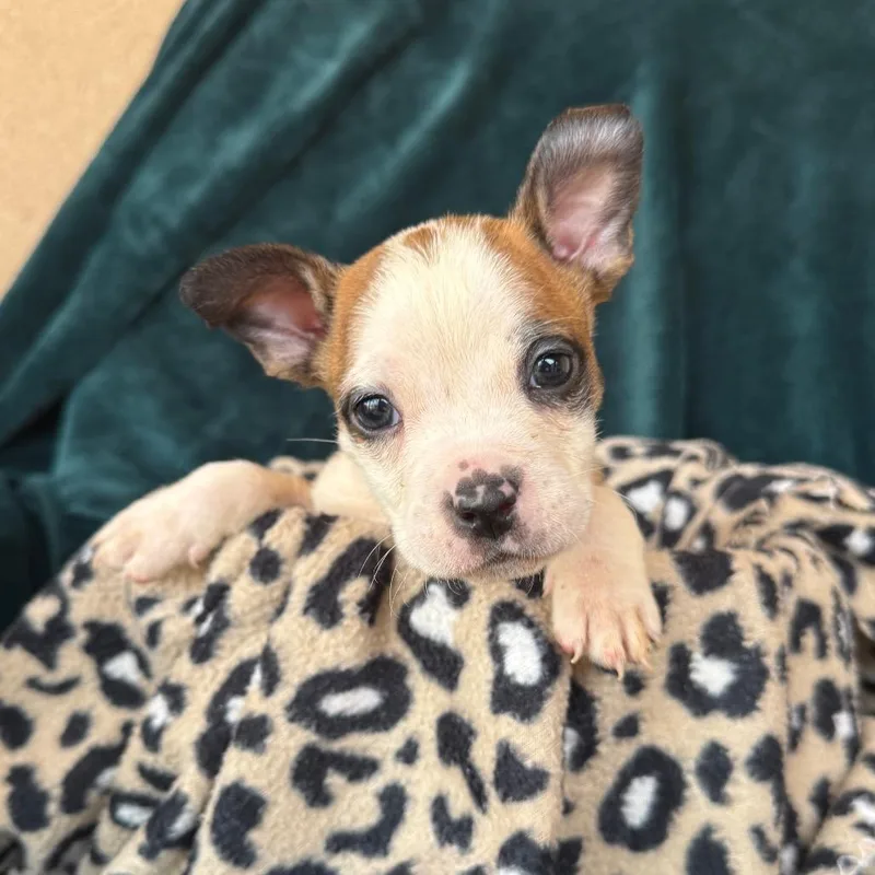 A baby medium-sized male American Staffordshire Terrier dog named Wee John for adoption in Murray, UT
