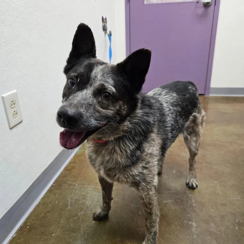Stray Hold Brody