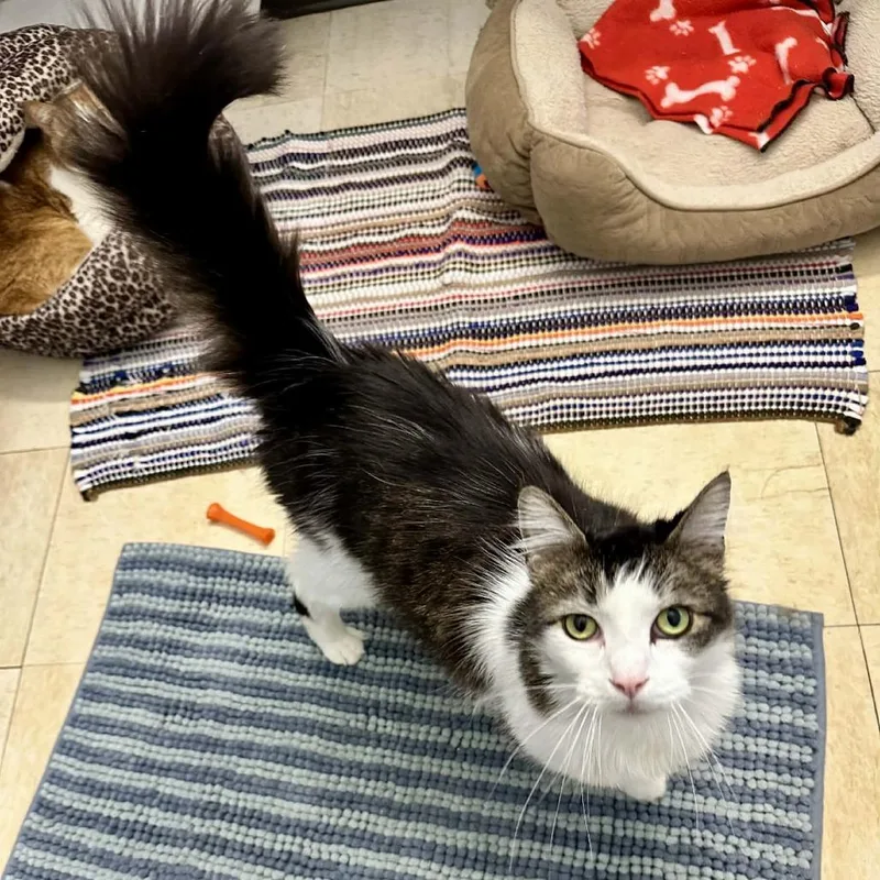 An adult large-sized male Brown / Chocolate Domestic Long Hair cat named Cavalier Kc for adoption in Union, MO