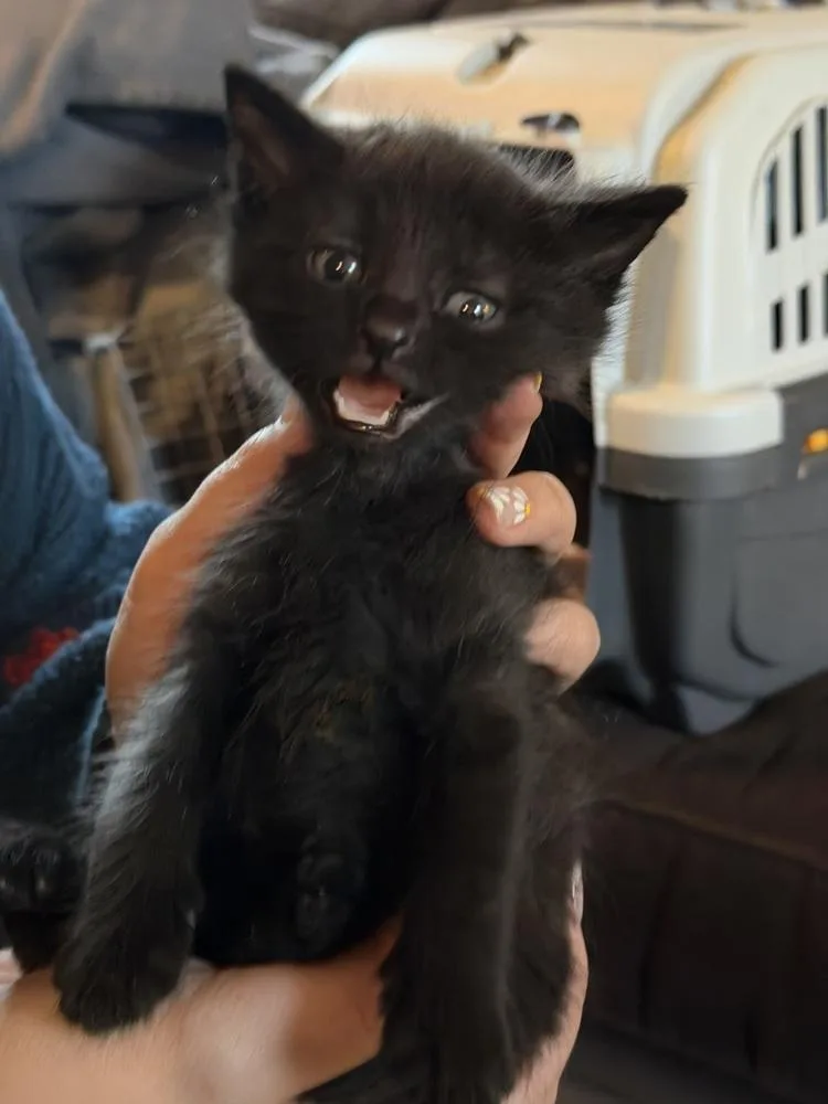 A baby small-sized male Black Domestic Short Hair cat named Colin Bridgerton for adoption in Poplar Grove, IL