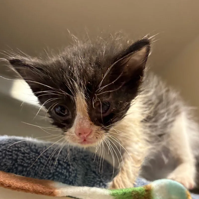 A baby small-sized male Black Domestic Short Hair cat named Mason for adoption in Kanab, UT
