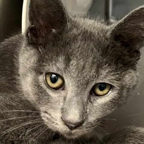 A baby small-sized male Gray / Blue / Silver Domestic Short Hair cat named Coal for adoption in Baltimore, MD