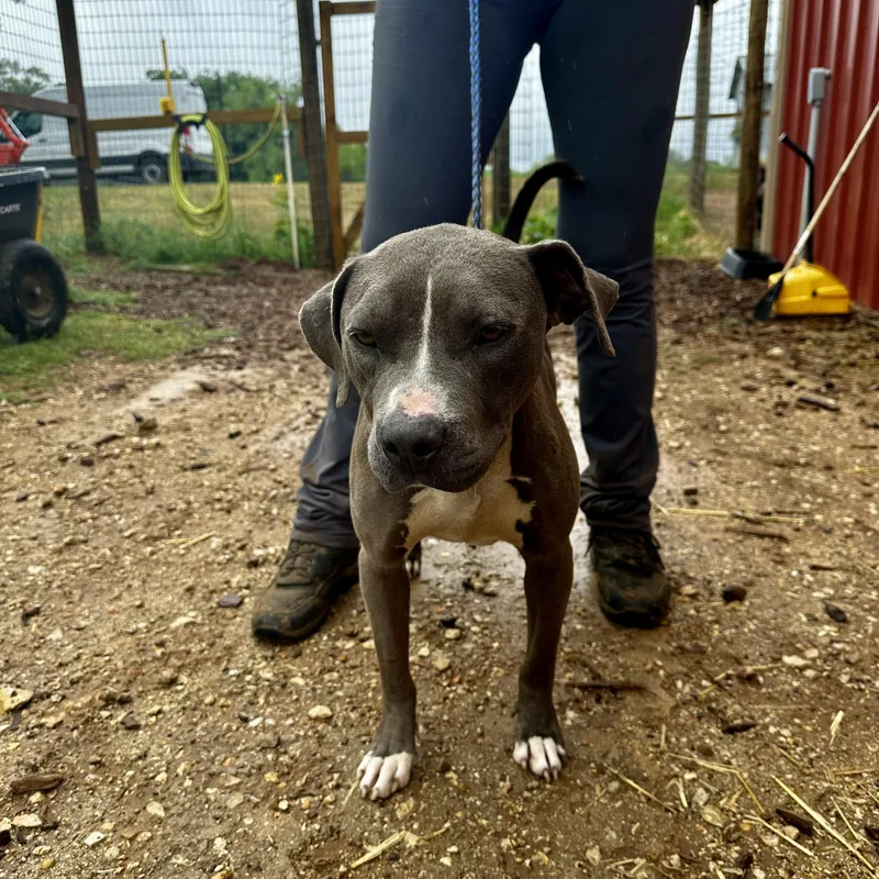 A young medium-sized female Gray / Blue / Silver American Staffordshire Terrier dog named Annabelle for adoption in Seguin, TX