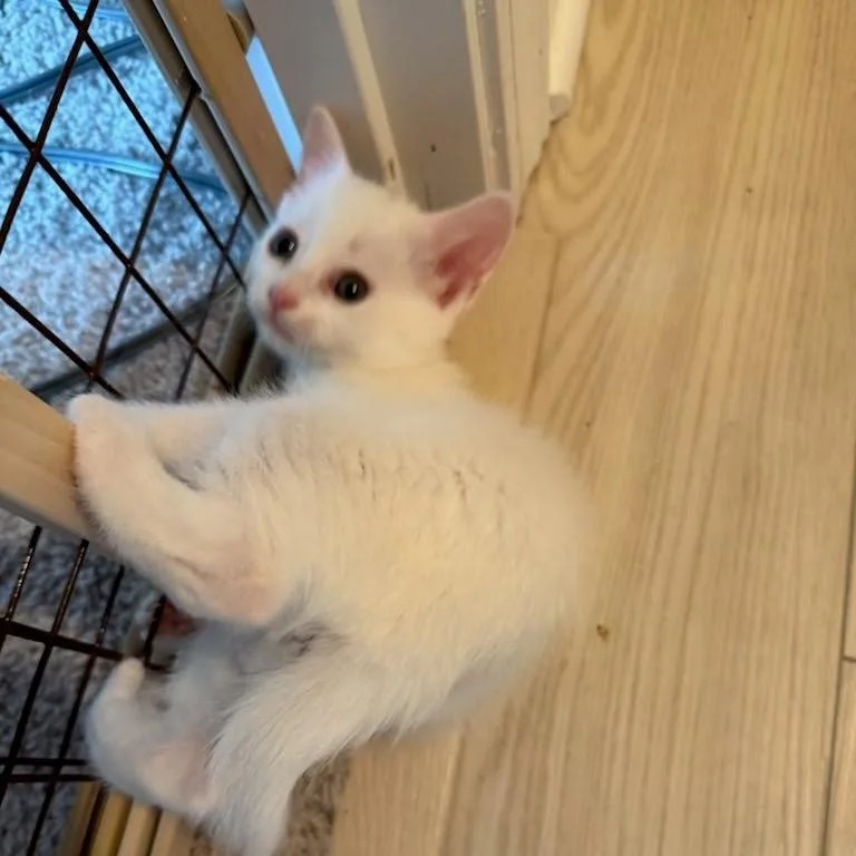 Squirt thumbnail 4
