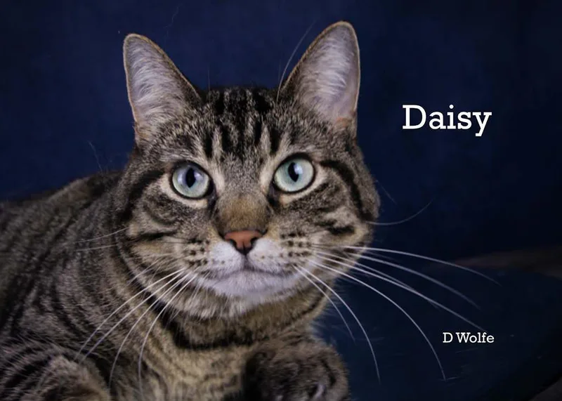 An adult medium-sized female Tabby (Gray / Blue / Silver) Tabby cat named Daisy for adoption in York, NE