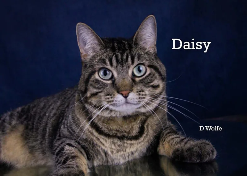 Daisy thumbnail 2