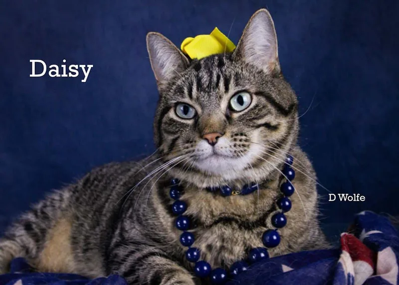 Daisy thumbnail 3