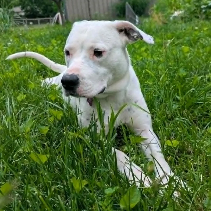 An adult medium-sized female White / Cream Mixed Breed dog named Perdy for adoption in Olathe, KS