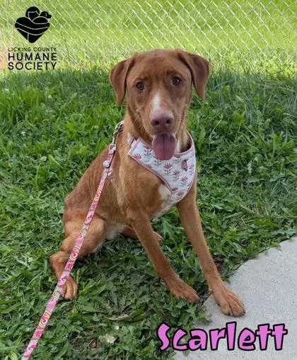 An adult large-sized female Vizsla dog named Scarlett for adoption in Heath, OH
