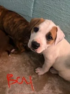A baby small-sized male Mixed Breed dog named Tyson for adoption in Lafayette, TN