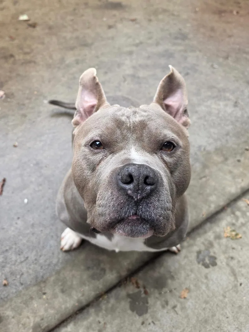An adult large-sized male Gray / Blue / Silver Mixed Breed dog named Bluey for adoption in Vassalboro, ME