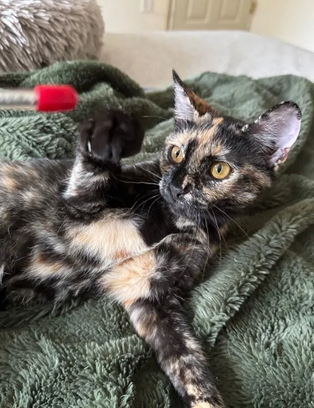An adult medium-sized female Tortoiseshell Domestic Short Hair cat named Tigerlily for adoption in North Babylon, NY