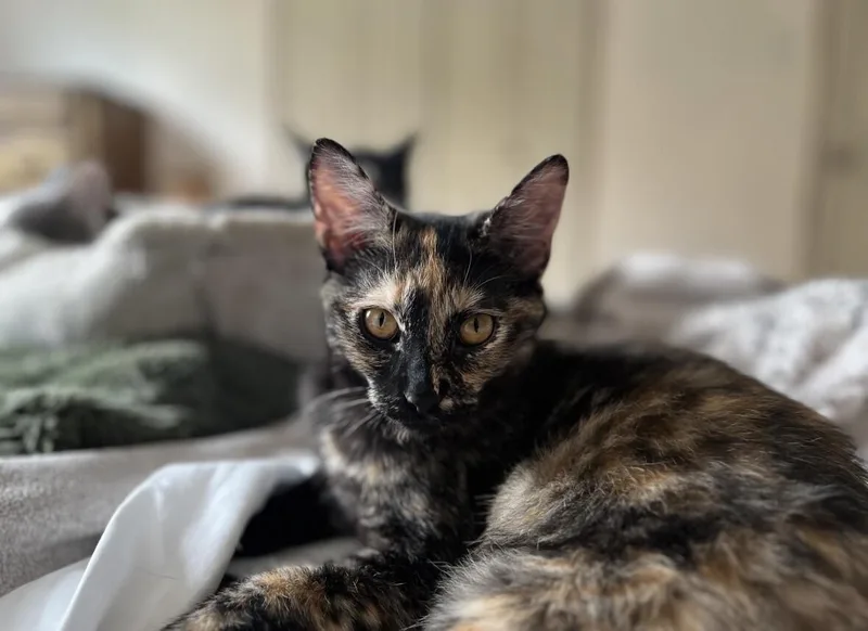 Tigerlily thumbnail 4