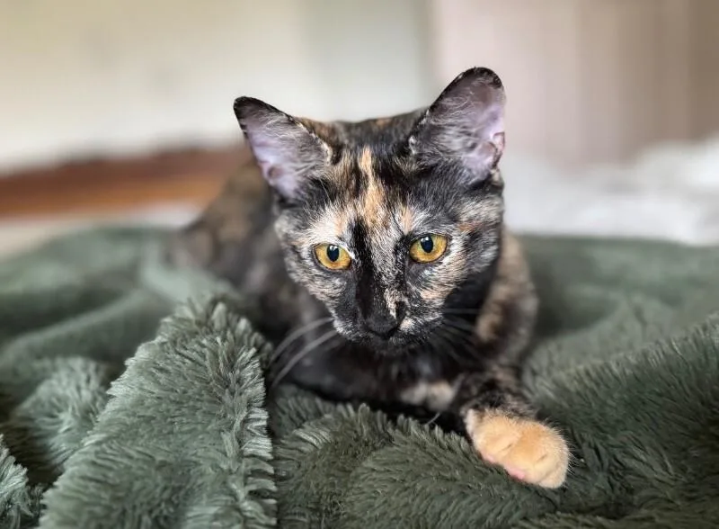 Tigerlily thumbnail 5