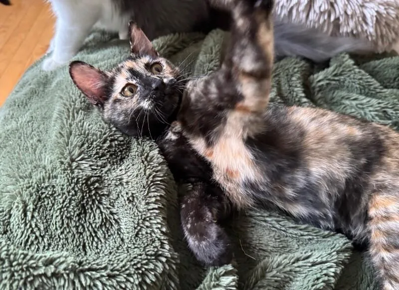 Tigerlily thumbnail 6