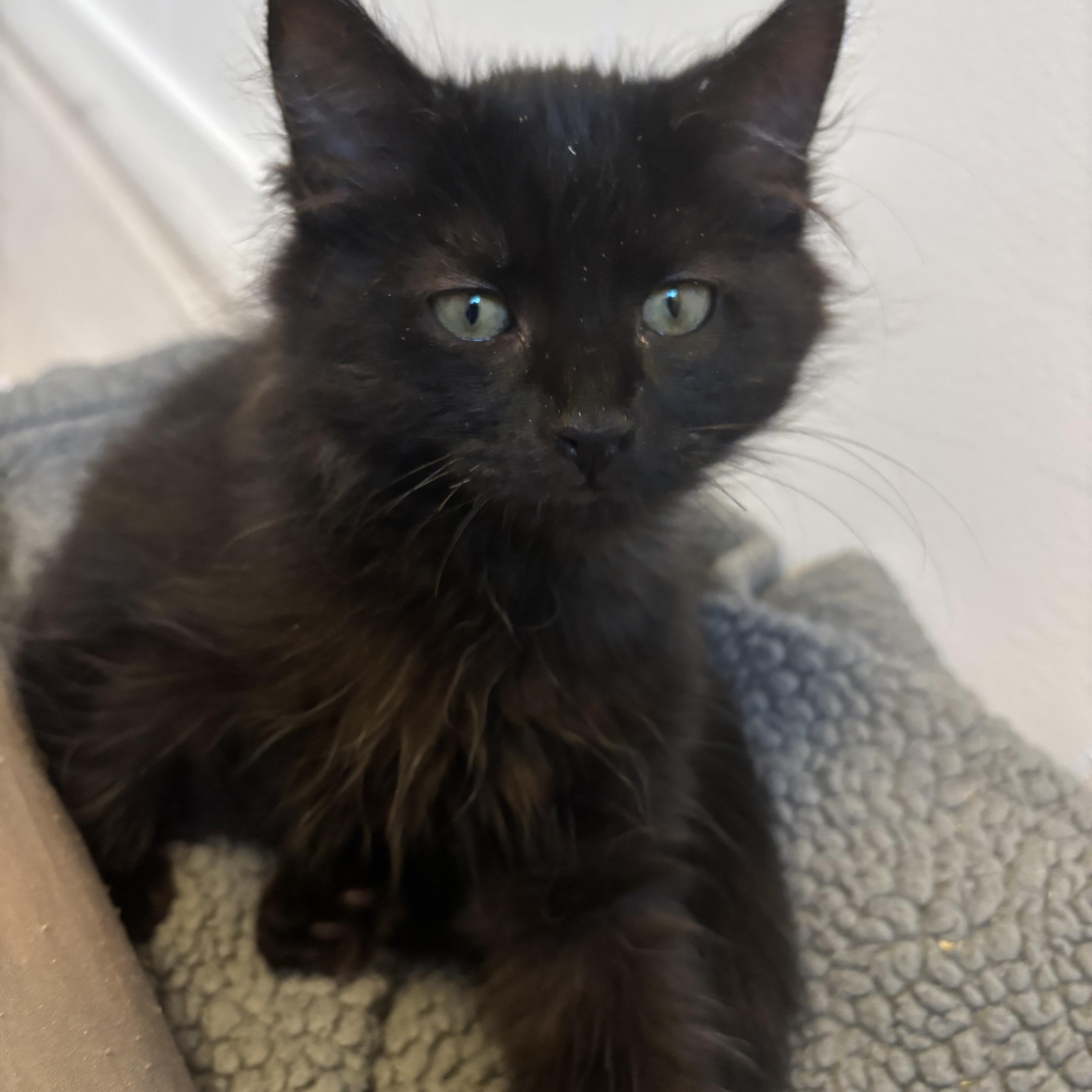 A baby small-sized male Black Domestic Medium Hair cat named Mercury for adoption in Renton , WA