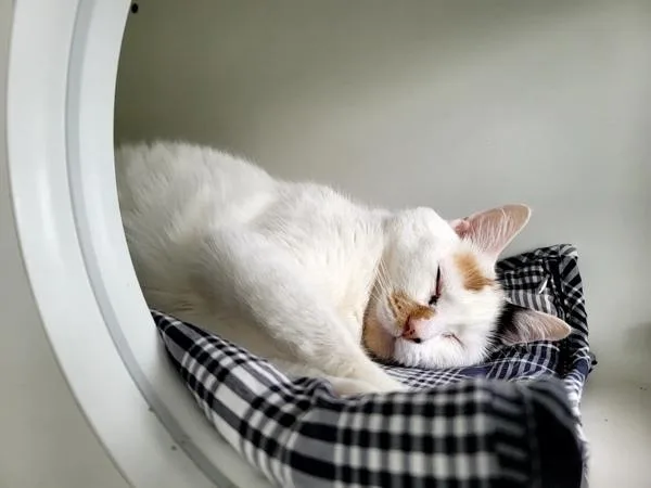 An adult medium-sized female Domestic Short Hair cat named Penne for adoption in Staten Island, NY