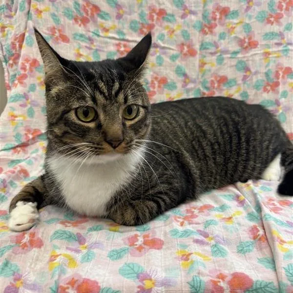 An adult large-sized male Domestic Short Hair cat named Mochi for adoption in Long Beach, CA