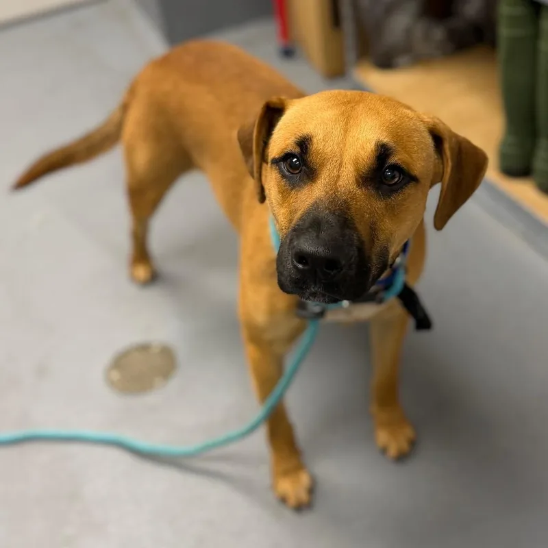 An adult medium-sized male Yellow / Tan / Blond / Fawn Mixed Breed dog named Copper for adoption in Sarasota, FL