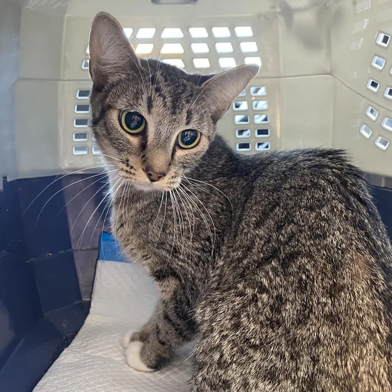An adult medium-sized female Brown / Chocolate Domestic Short Hair cat named Francoise for adoption in Los Angeles, CA