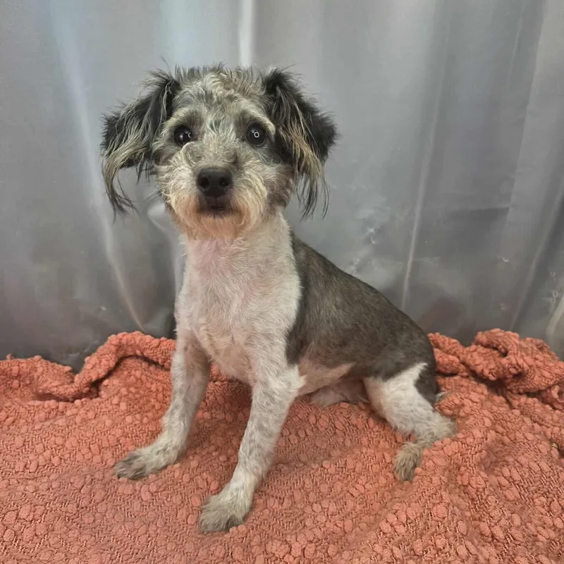 An adult small-sized male Norwich Terrier dog named Lucky for adoption in Foley, AL