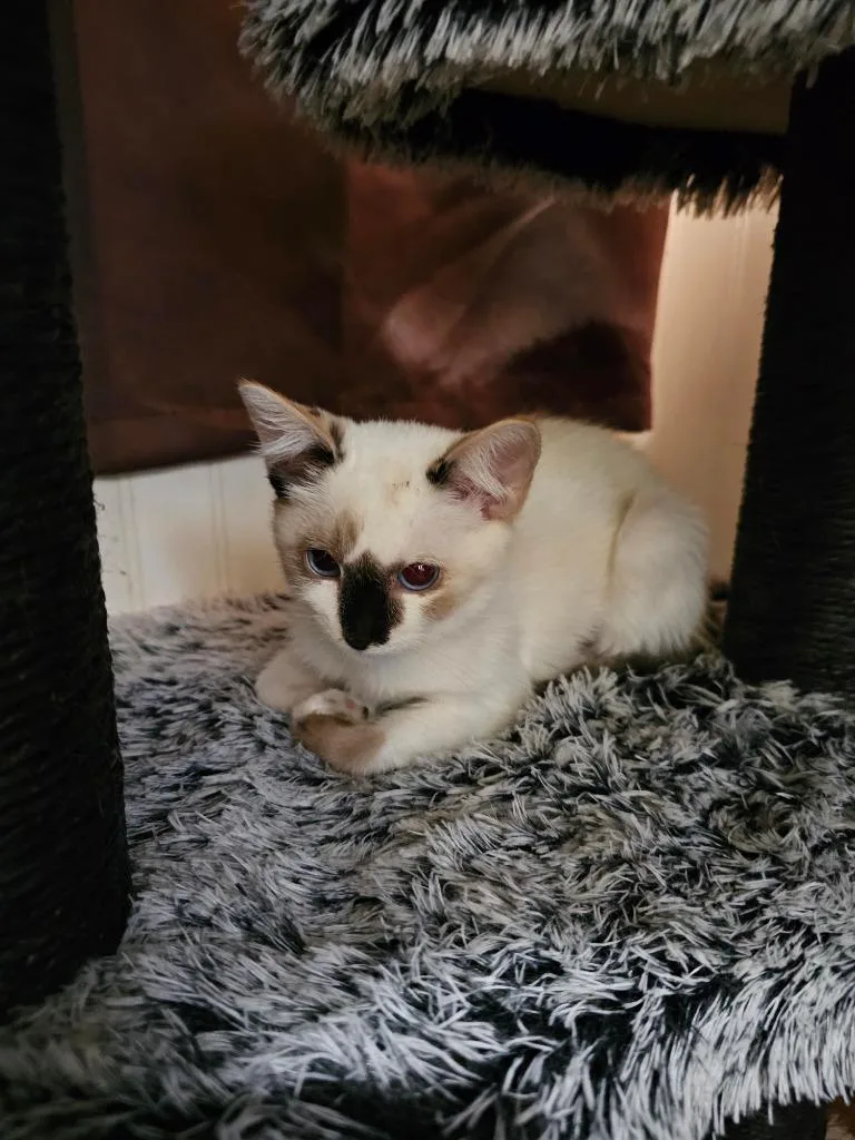 A baby medium-sized female Domestic Short Hair cat named Sky Blue for adoption in Salt Lake City, UT