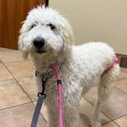 A young medium-sized female Goldendoodle dog named Marlee for adoption in Phoenix, AZ