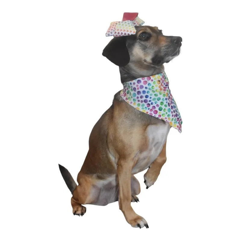 An adult large-sized female Beagle dog named Junie for adoption in Springfield, OH