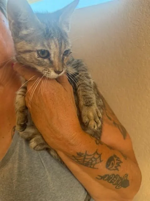 A baby small-sized female Domestic Short Hair cat named Rev for adoption in Long Beach, CA