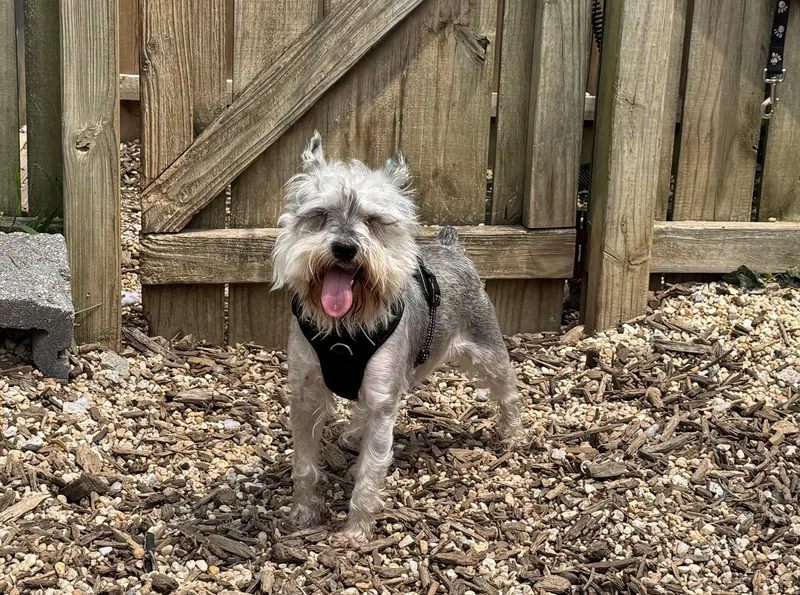 An adult small-sized male Miniature Schnauzer dog named Hercules for adoption in Ellicott City, MD